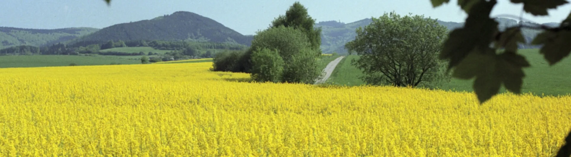 Rapsblüte Rapsblüte (Panorama 0001)