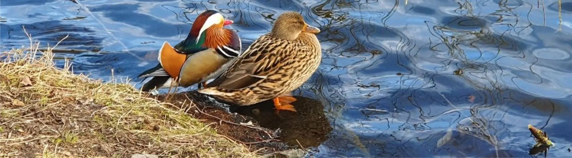 Foto: Ilyas Cangöz März 2022: Enten am Juessee