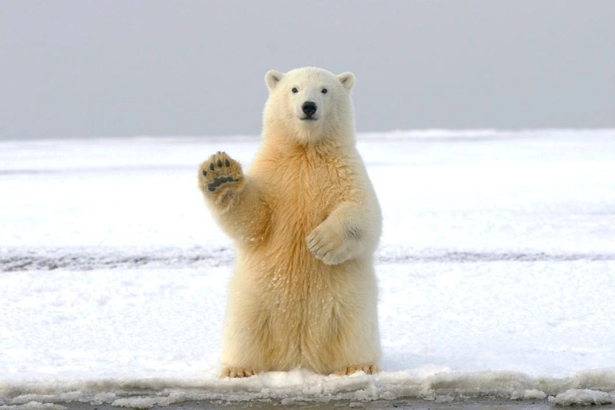 Der Eisbär – Überlebenskünstler in arktischen Gebieten Der Eisbär – Überlebenskünstler in arktischen Gebieten © Hans Jürgen Mager/unplash