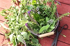 Ernährung – Natur – Gesundheit - 5. Kräuterbasar Ernährung – Natur – Gesundheit